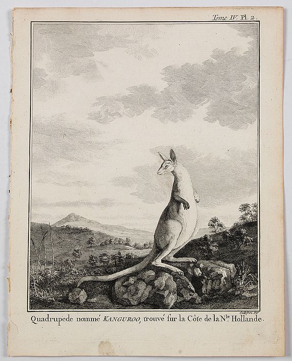 HAWKESWORTH., Quadrupede nomme Kanguroo, trouve sur la Cote de la Nouvelle Hollande., antique map, old maps