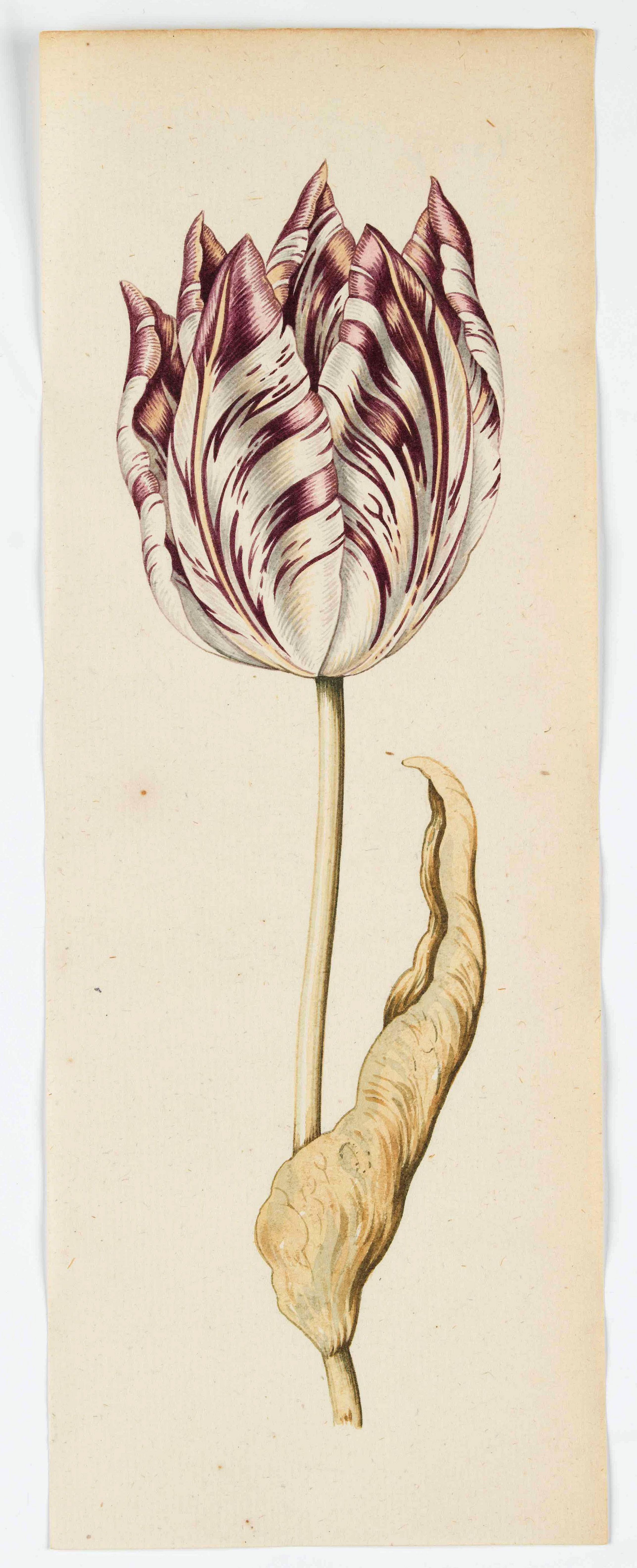 School of CLAESZ, A., Tulip, antique map, old maps