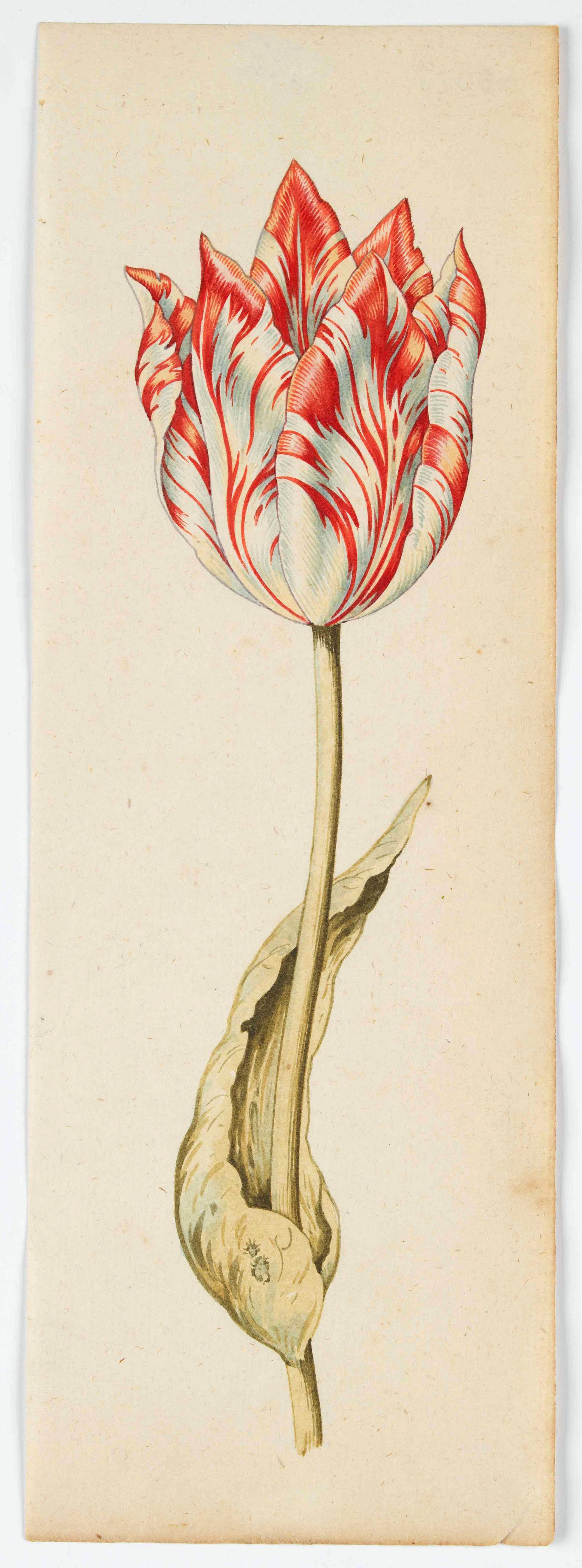 School of CLAESZ, A., Tulip, antique map, old maps