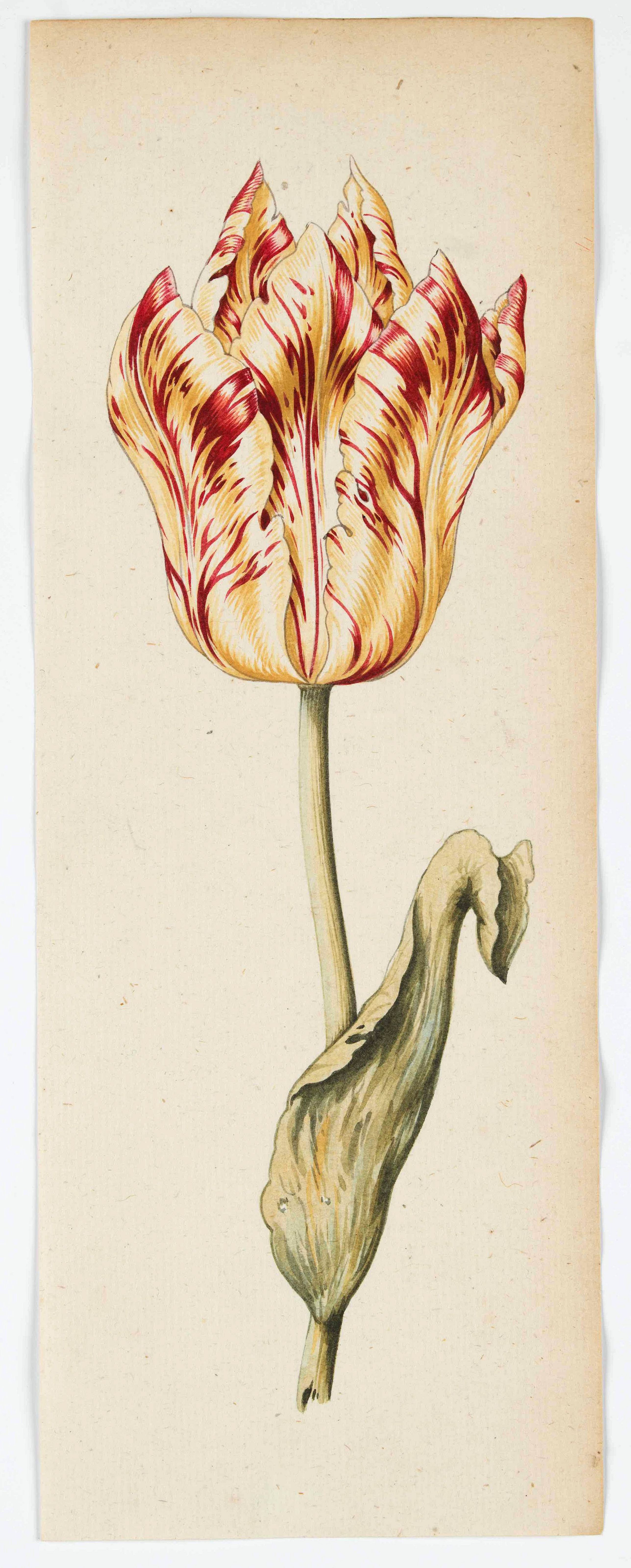 School of CLAESZ, A., Tulip, antique map, old maps
