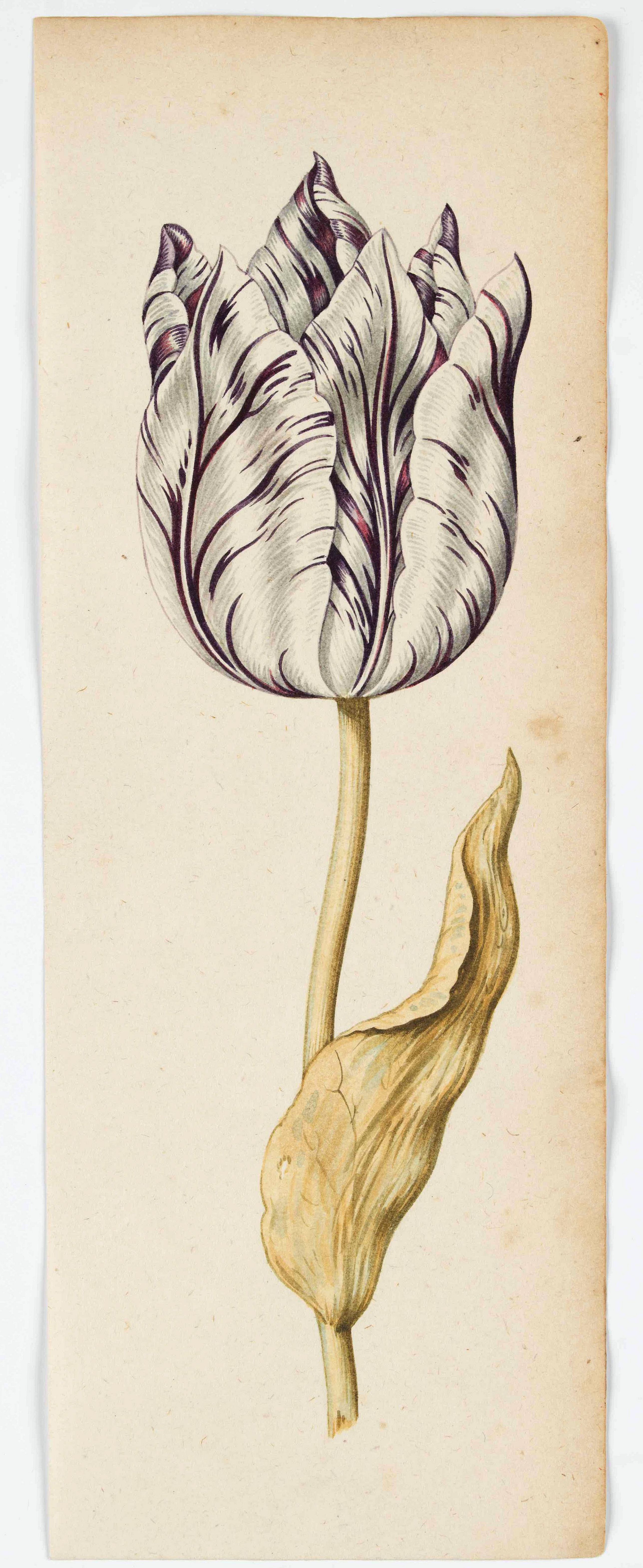 School of CLAESZ, A., Tulip, antique map, old maps
