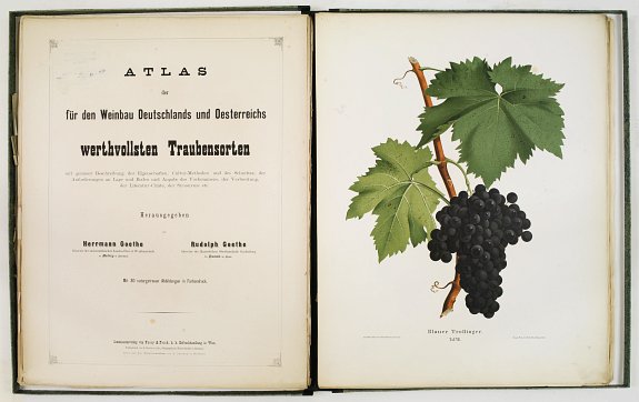 GOETHE, H. und R., Atlas der für den Weinbau Deutschlands und Oesterreichs werthvollsten Traubensorten. Mit genauer Beschreibung der Eigenschaften, Cultur-Methoden und des Schnittes, der Anforderungen an Lage und Boden und Angabe des Vorkommens, der Verbreitung..., antique map, old maps