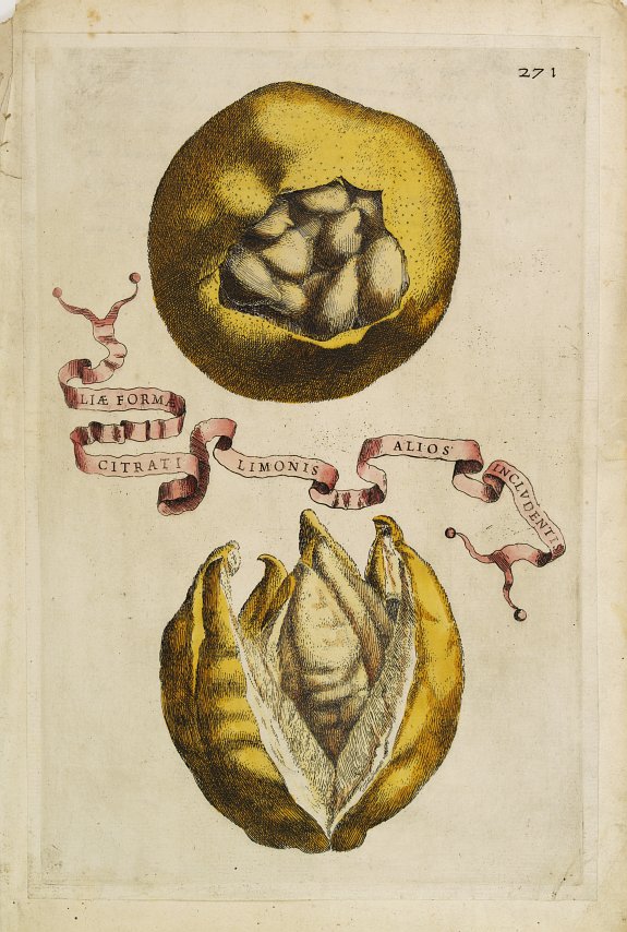 FERRARI, G. B., Aliae Formae Citrati Limonis Alios Includentis., antique map, old maps