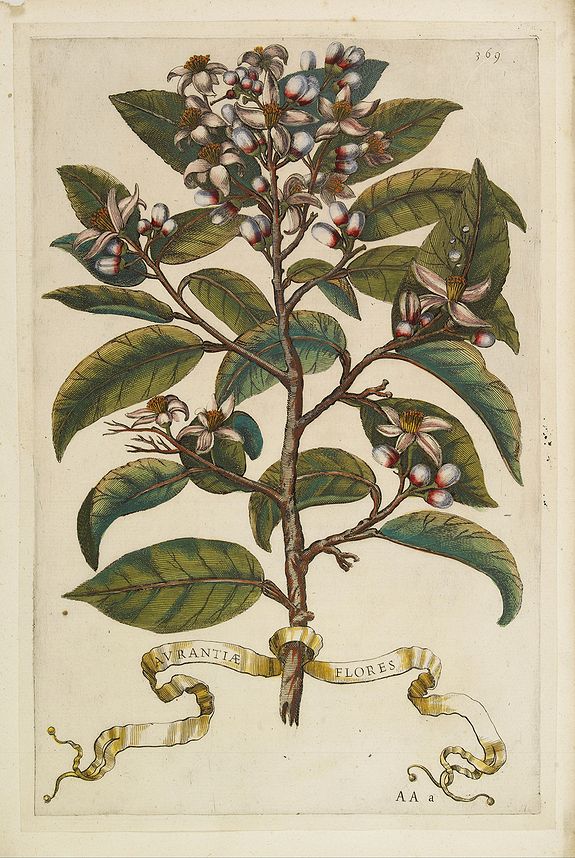 FERRARI, G. B., Aurantiae Flores - orange blossom., antique map, old maps