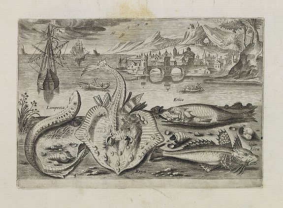 COLLAERT, Adriaen (after), Lampreta, Rayu, Erica, Lira. (Piscium Vivæ Icones - Fish), antique map, old maps