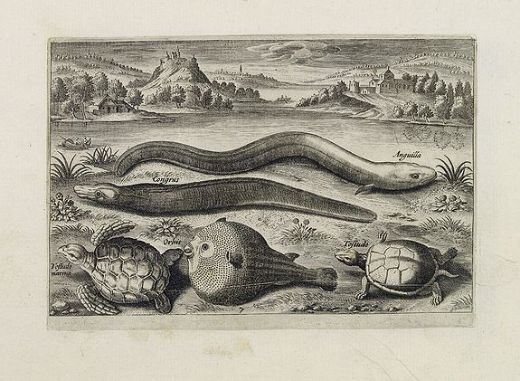 COLLAERT, Adriaen (after), Anguilla, Congrus, Orbis, Tesludo marina, Tesludo. (Piscium Vivæ Icones - Fish), antique map, old maps