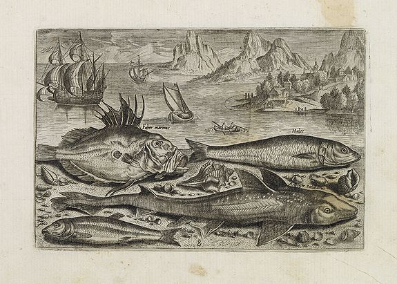 COLLAERT, Adriaen (after), Faber marinus, Halee, Gabio, Acipenser Zeelandicus. (Piscium Vivæ Icones - Fish), antique map, old maps