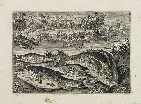 COLLAERT, Adriaen (after), Carpio. (Piscium Vivæ Icones - Fish), antique map, old maps