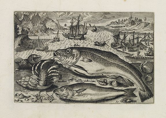COLLAERT, Adriaen (after), Asellus, Cancellus, Asellus mollis. (Piscium Vivæ Icones - Fish), antique map, old maps