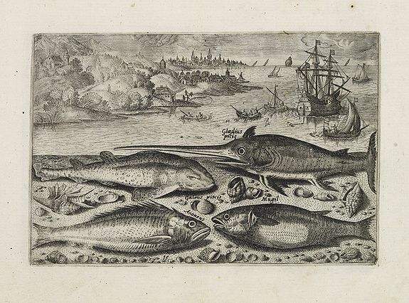 COLLAERT, Adriaen (after), Gladius piscis, Galeus piscis, Araneus, Mugil. (Piscium Vivæ Icones - Fish), antique map, old maps