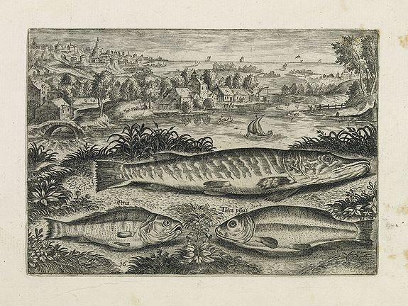 COLLAERT, Adriaen (after), Perca, Tinca piscis. (Piscium Vivæ Icones - Fish), antique map, old maps