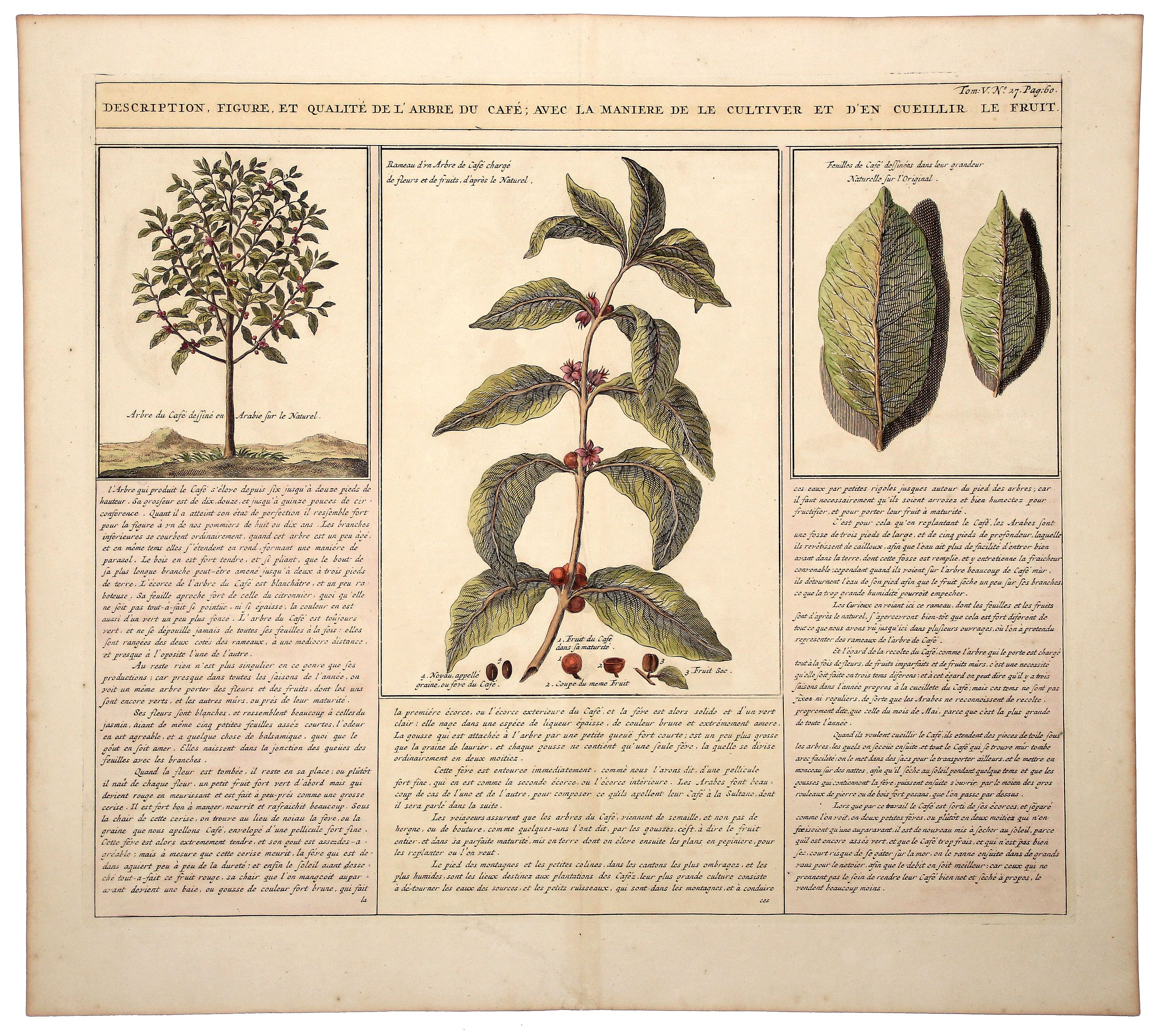 CHATELAIN, Henri Abraham., Description, Figure, et Qualite de L' Arbre du CAFÉ; Avec la Maniere de le Cultiver et d'en Cueiller le Fruit., antique map, old maps