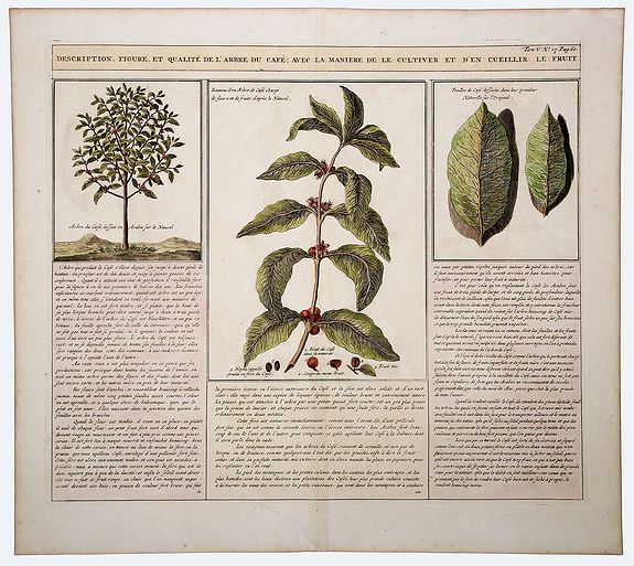 CHATELAIN, Henri Abraham., Description, Figure, et Qualite de L' Arbre du CAFÉ; Avec la Maniere de le Cultiver et d'en Cueiller le Fruit., antique map, old maps