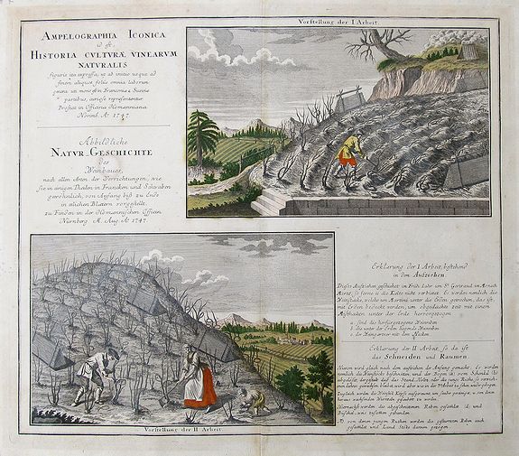 HOMANN HEIRS, Ampelographia Iconica id est, Historia culturae Vinearum Naturalis..., antique map, old maps