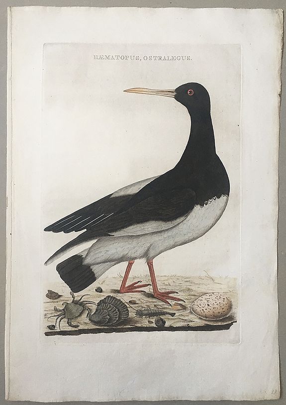 NOZEMAN, Cornelius / SEPP, Christiaan., Haematopus Ostralegus., antique map, old maps