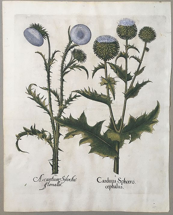 BESLER, Basil., II Acanthium Sylvestri Stornalbo, I Carduus Sphoero cephalus., antique map, old maps