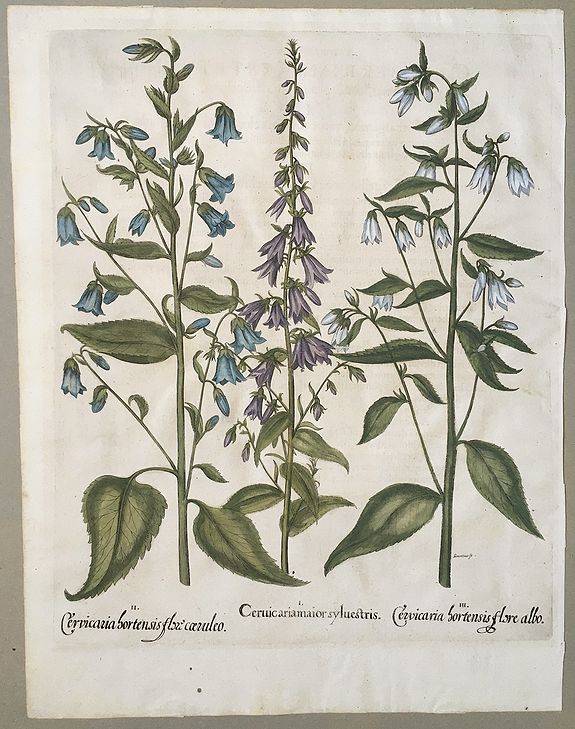 BESLER, Basil., II Cervicaria Maior Sylvestris, I Cervicaria Hortensis Flore Cæruleo, III Cervicaria Hortensis Flore Albo., antique map, old maps