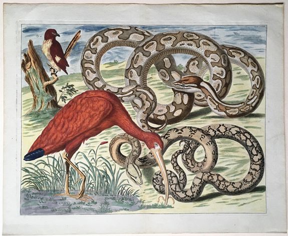 SEBA, Albertus., Two Pythons, Scarlet Ibis and Shama., antique map, old maps