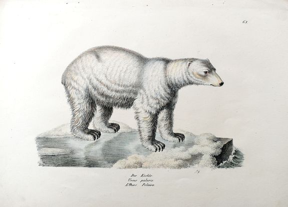 BRODTHMANN, K. J., Der Eisbär. Ursus polaris. L'Ours Polaire., antique map, old maps