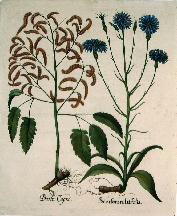 BESLER, B., Besler Scorsonera Latifolia, antique map, old maps