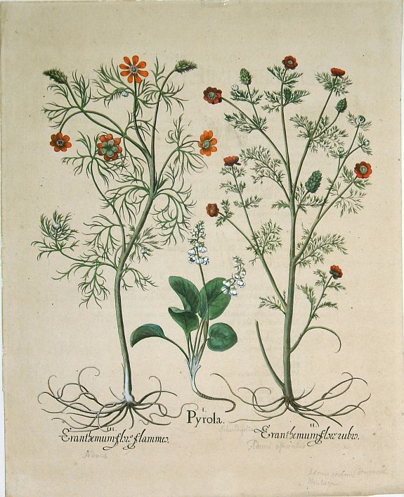 BESLER, B., Besler Copper Plate Botanical Engraving, antique map, old maps