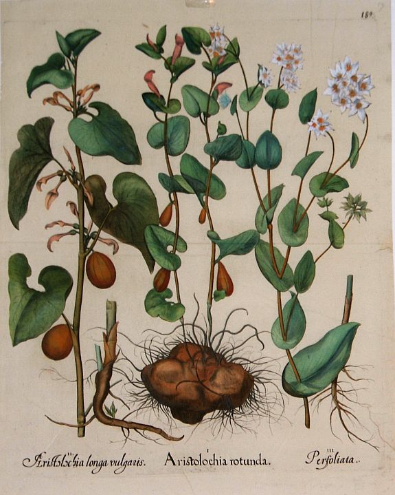 BESLER, B., Besler Copper Plate Botanical Engraving, antique map, old maps
