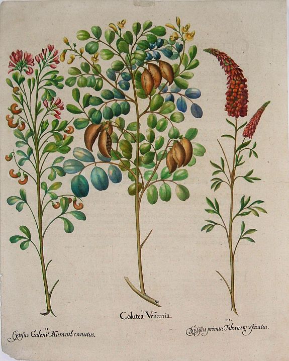 BESLER, B., Besler Copper Plate Botanical Engraving, antique map, old maps