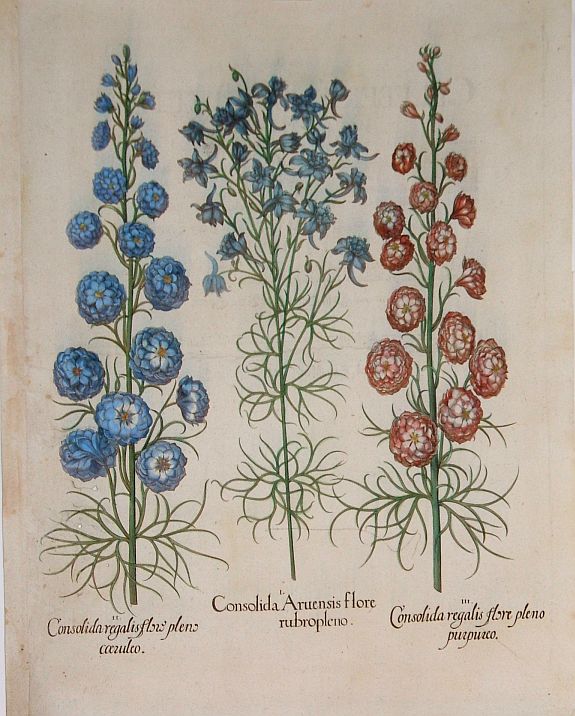 BESLER, B., Besler Copper Plate Botanical Engraving, antique map, old maps