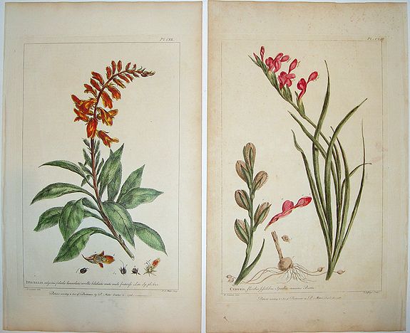 MILLER, Philip, Figures of the Most Beautiful and Uncommon Plants. . ., antique map, old maps