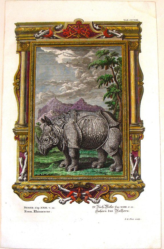 SCHEUCHZER, J., Reem, Rhinoceros., antique map, old maps
