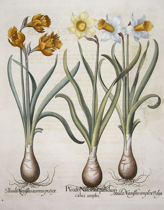 BESLER, Basilius, Pseudo Narcissus pallidus calice amplo. / Pseudo Narcisus simplex Belga. / Pseudo Narcissu aureus praecox., antique map, old maps