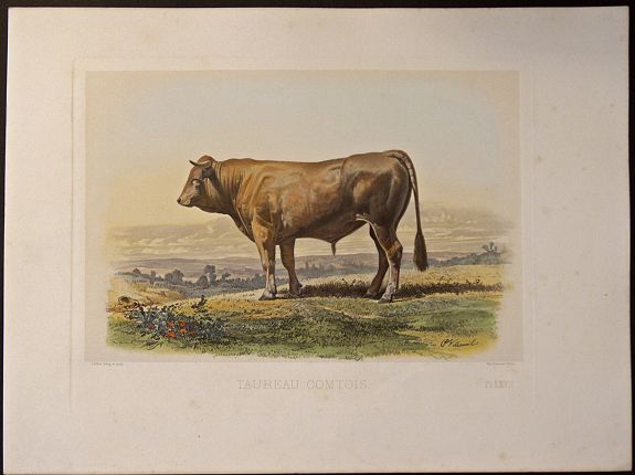 LEMERCIER, J., Taureau Comptois., antique map, old maps