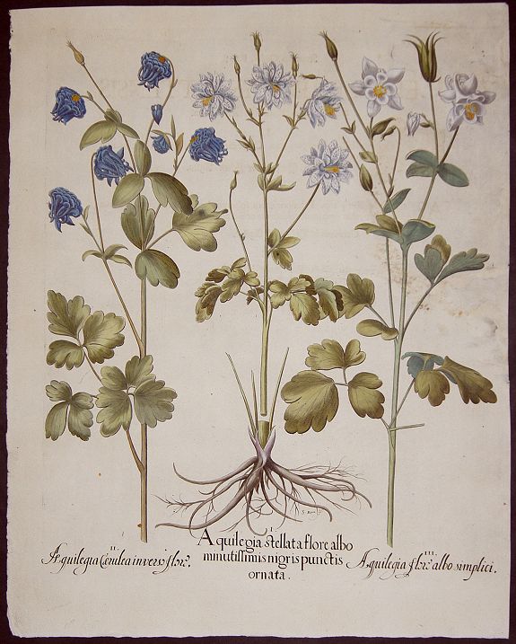 BESLER, Basilius, Aqilegia stellata flore albo minutissimis migris punctis ornata. / Aqilegia caerulia inverso flore/ Aqilegia flore albo simplici., antique map, old maps