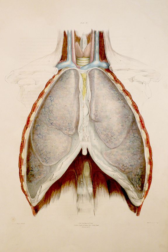 Taylor and Walton, Anatomy of the organs of respiration., antique map, old maps