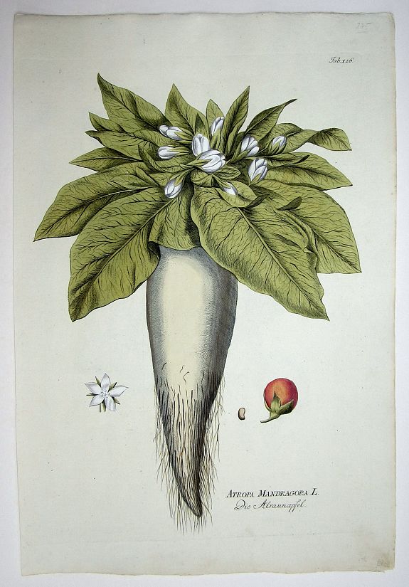PLENCK, JOSEPH JACOB., Atropa Mandragora L./ Die Alraunapfel., antique map, old maps