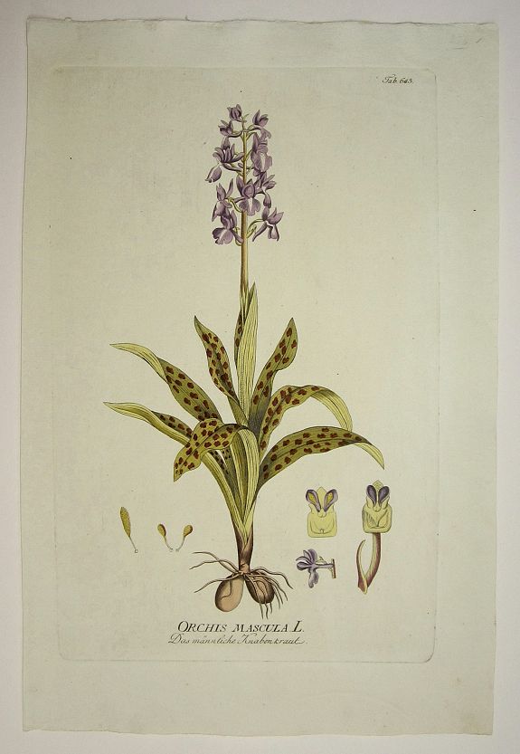 PLENCK, Joseph Jacob, Orchis Mascula L./ Das maennliche Knabenkraut., antique map, old maps