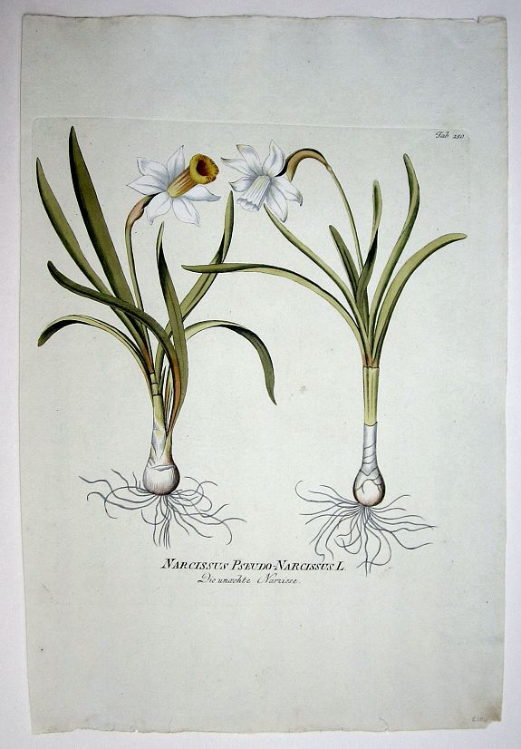 PLENCK, JOSEPH JACOB (1735 - 1807), Narcissus Pseudo-Narcissus L./ Die unaechte Narzisse., antique map, old maps