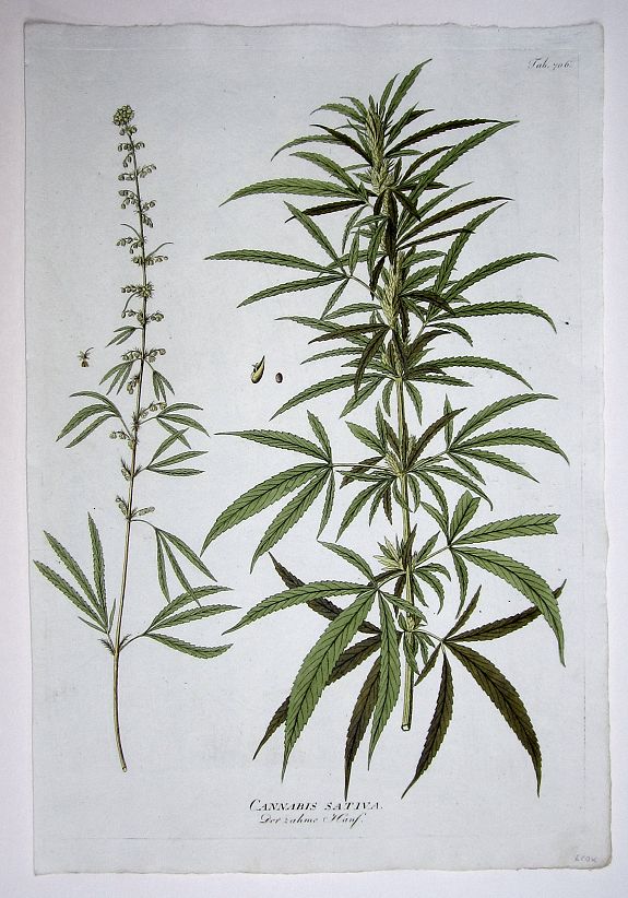 PLENCK, JOSEPH JACOB (1735 - 1807), Cannabis Sativa. Der zahme Hanf. (Cannabis!), antique map, old maps