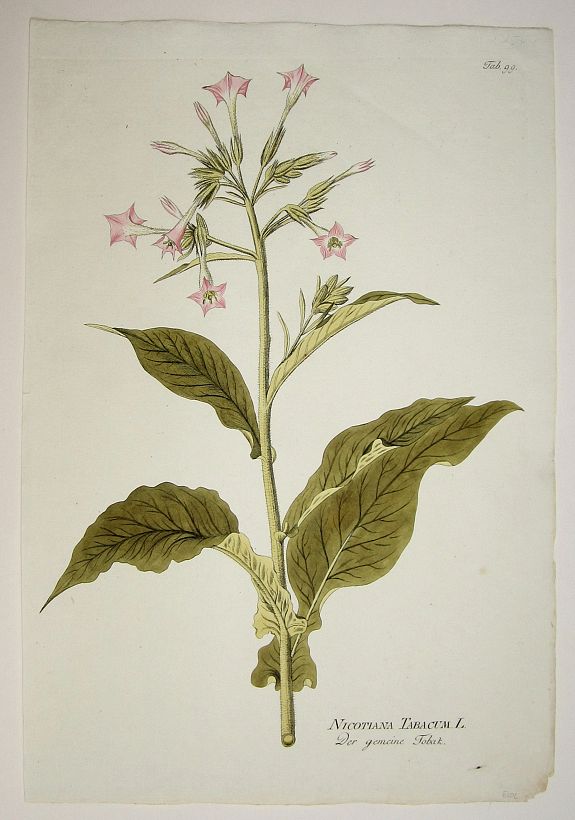 PLENCK, Joseph Jacob, Nicotiana Tabacum L./ Der gemeine Tobak., antique map, old maps