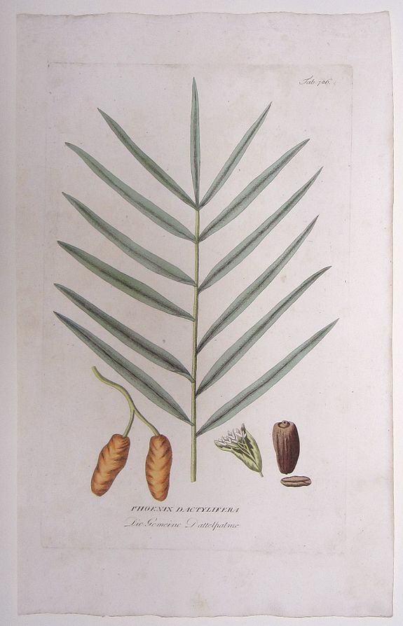 PLENCK, JOSEPH JACOB, Phoenix Dactylifera./ Die Gemeine Dattelpalme. (Date Palm Tree), antique map, old maps