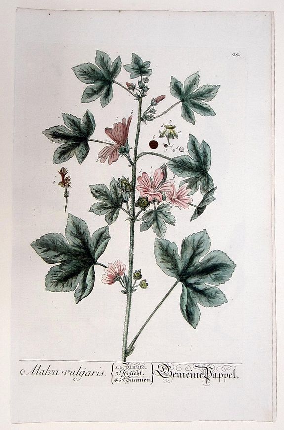 BLACKWELL, ELIZABETH, Malva vulgaris./ Gemeine Pappel. (Malvae), antique map, old maps