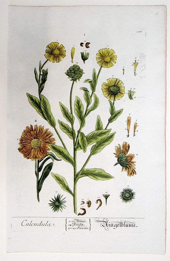 BLACKWELL, ELIZABETH, Calendula./ Ringelblume., antique map, old maps