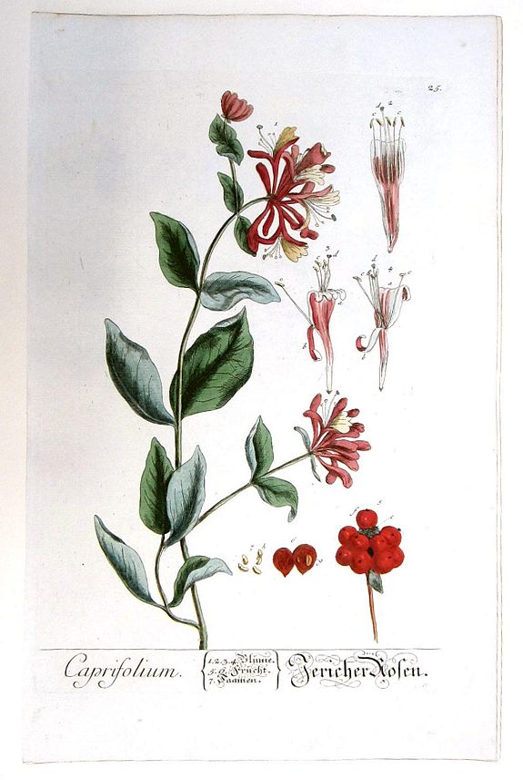 BLACKWELL, ELIZABETH, Caprifolium./ Jericher Rosen (Honeysuckle), antique map, old maps