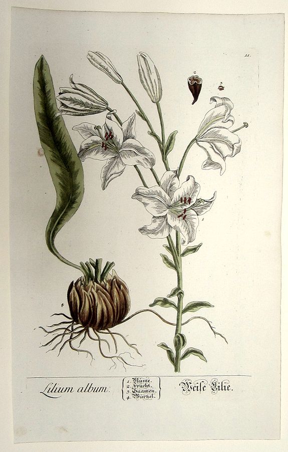 BLACKWELL, ELIZABETH, Lilium Album. Weise Lilie., antique map, old maps