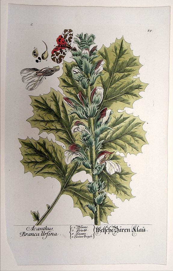 BLACKWELL, ELIZABETH, Acanthus Branca Ursina. Welsche Baeren-Klau., antique map, old maps