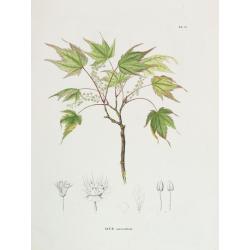 Acer micranthum.