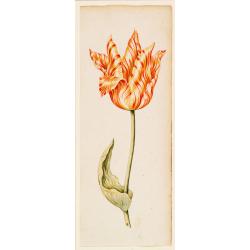 [Drawing of a Tulip]