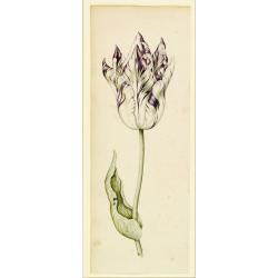 [Drawing of a Tulip]