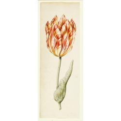 [Drawing of a Tulip]
