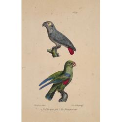 Le Perroquet gris / Le Perroquet vert.